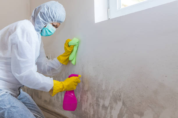 Best Real Estate Mold Inspection  in Temple, GA