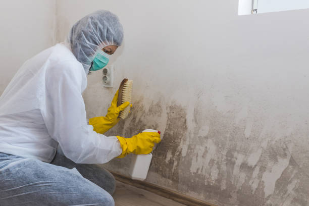 Best Mold Prevention Services  in Temple, GA